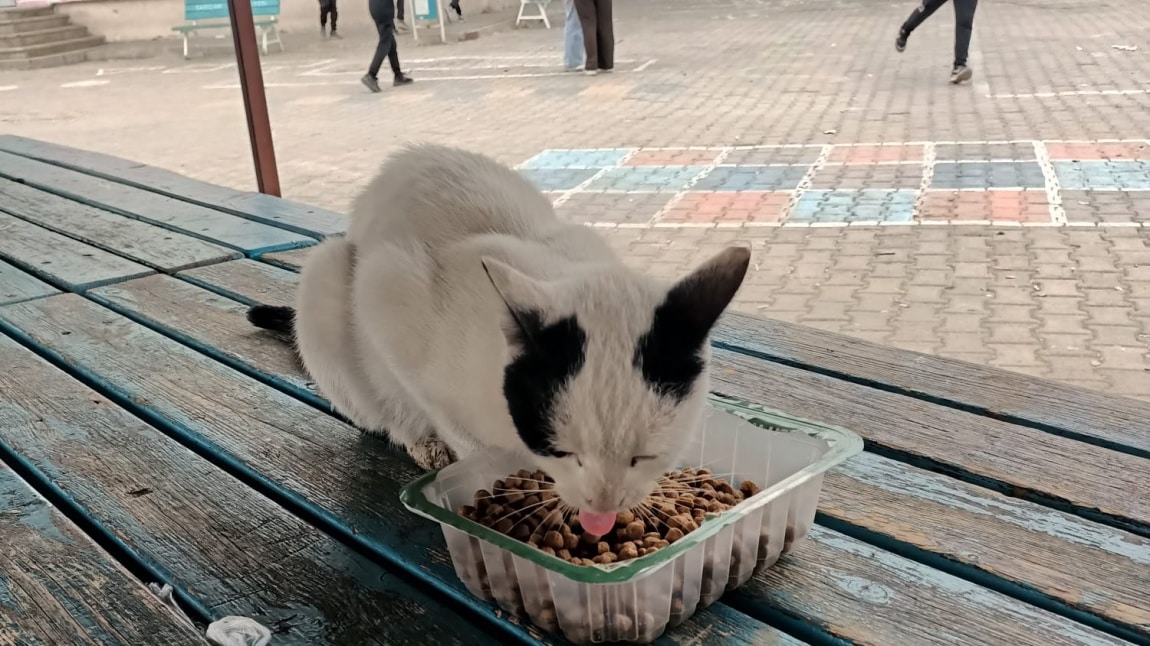 Öğrencilerimizle birlikte sokak hayvanlarını besledik